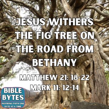 Thumbnail for Jesus Withers the Fig Tree on the Road from Bethany